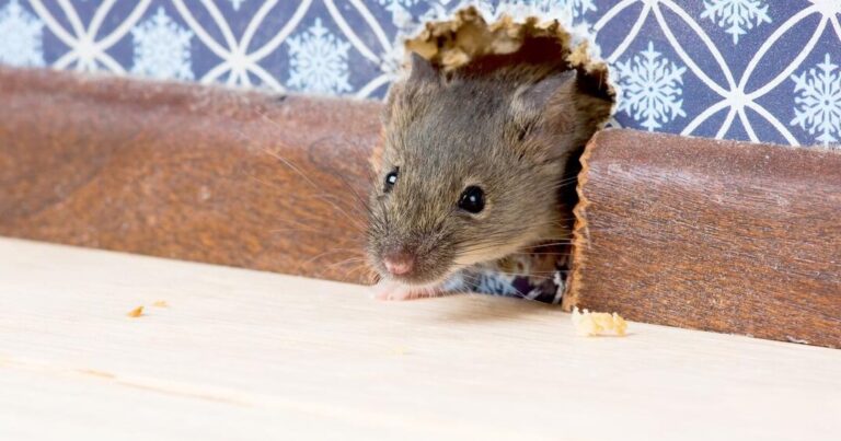 10 astuces efficaces pour eloigner les rats de chez vous