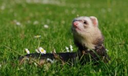 Éliminez les crottes de fouines avec nos solutions efficaces