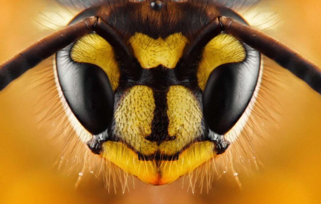 Abeille dans la maison : signification et solutions antiparasitaires