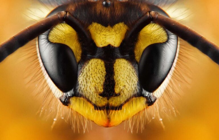 abeille a patte jaune caracteristiques et impact sur lenvironnement