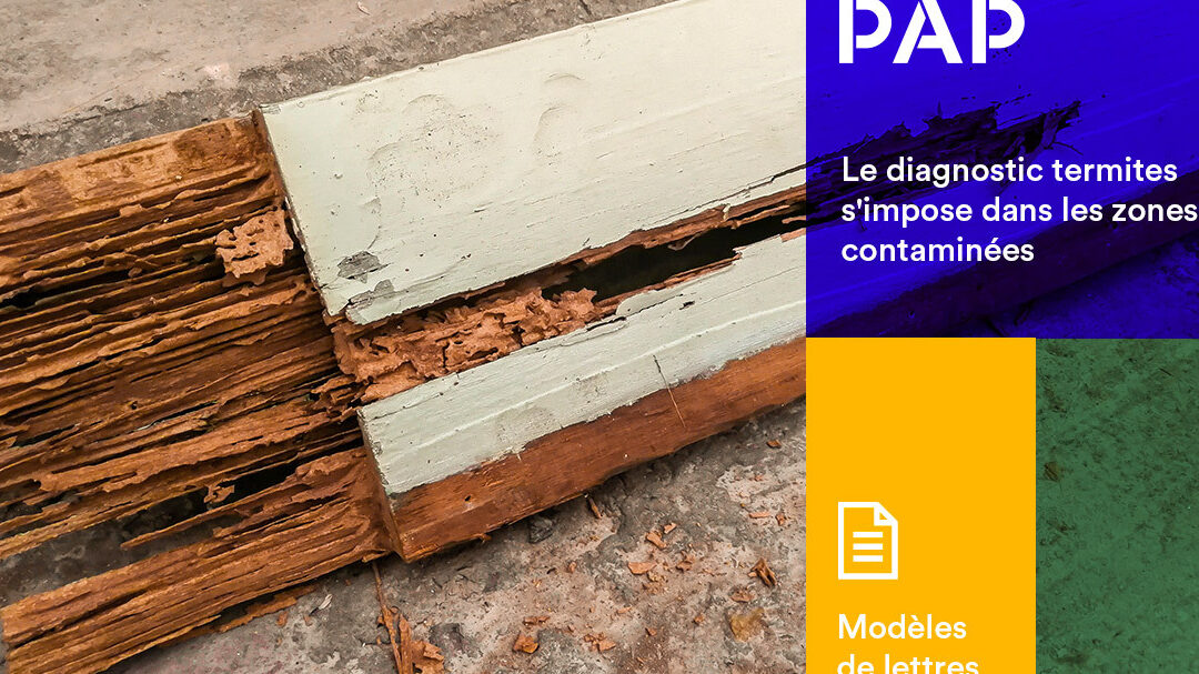 activite des termites en hiver ce quil faut savoir