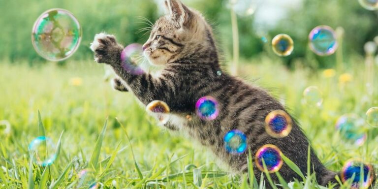 activites des chats decouvrez comment ils occupent leur journee