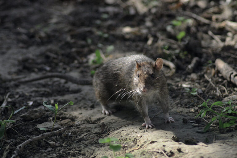 adaptation des rats peuvent ils se glisser sous les portes
