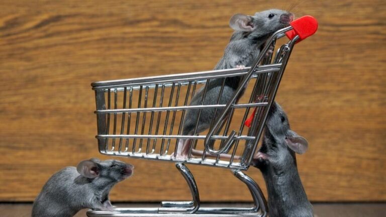 adopter une souris guide pratique pour choisir et accueillir votre nouveau compagnon rongeur
