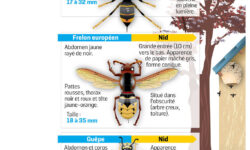 alimentation-des-frelons-decouvrez-leur-regime-alimentaire