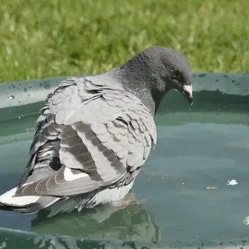 alimentation des pigeons ce quils mangent et preferent