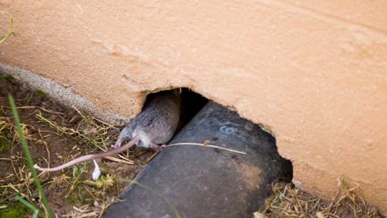 alimentation des souris dans les murs que mangent elles