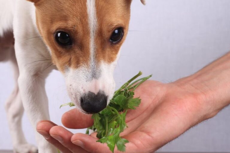 alimentation vegetale ce que mange une plante