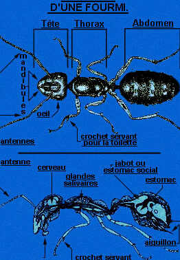 anatomie de la fourmi decouvrez les differentes parties de ce petit insecte