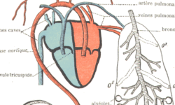 anatomie-des-insectes-decouvrez-le-fonctionnement-de-leur-systeme-circulatoire