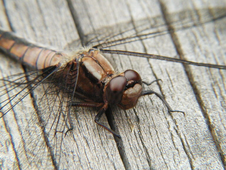 anatomie dun insecte decouvrez les differentes parties essentielles