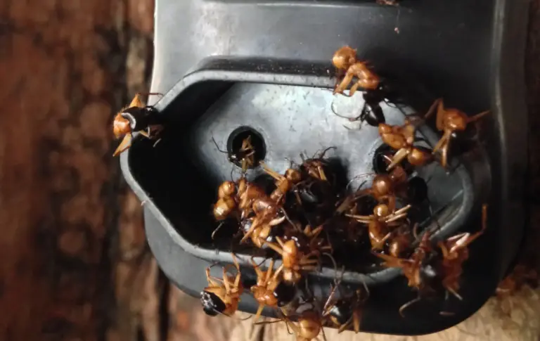 ant nest how to get rid of these pesky pests with effective pest control methods