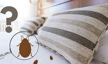 antibacteriens efficaces contre les punaises de lit decouvrez la verite
