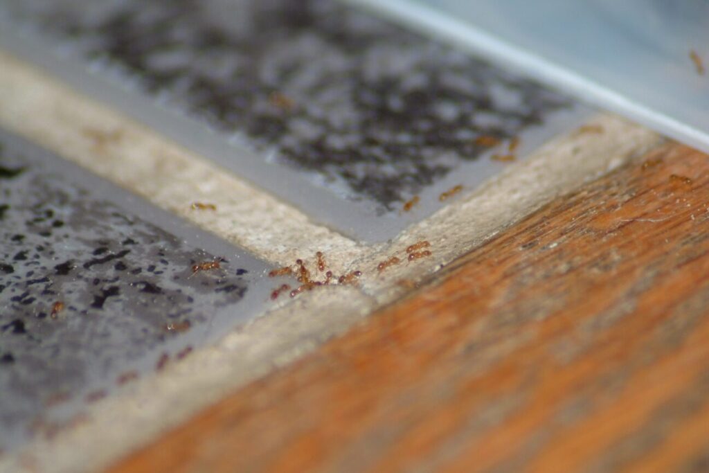 appat efficace contre les fourmis acrobat guide pratique