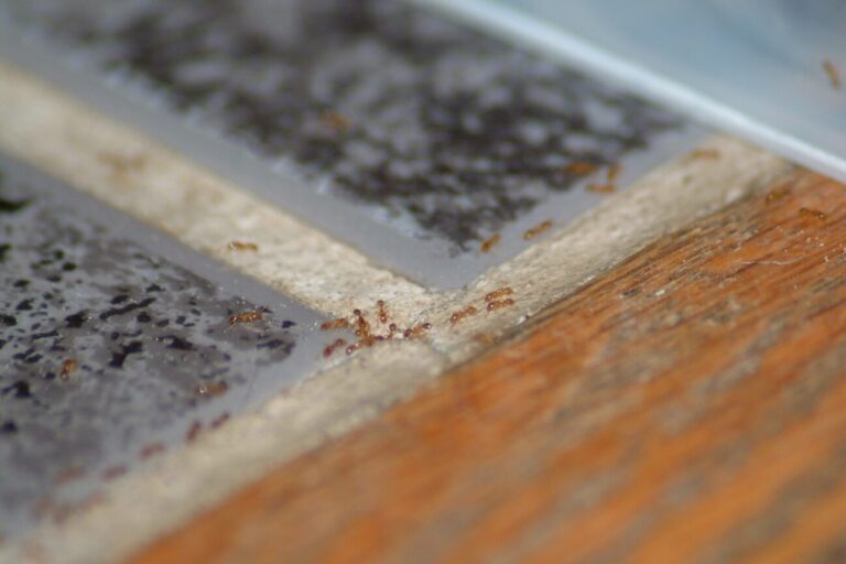 appat efficace contre les fourmis acrobat guide pratique