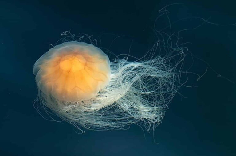 araignees bleues tout ce quil faut savoir sur ces fascinantes creatures