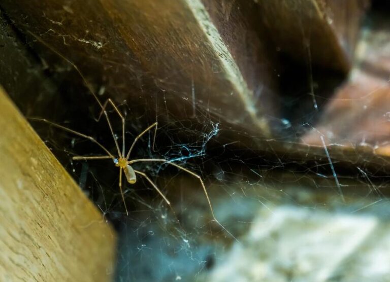 araignees hibernation et comportement en hiver