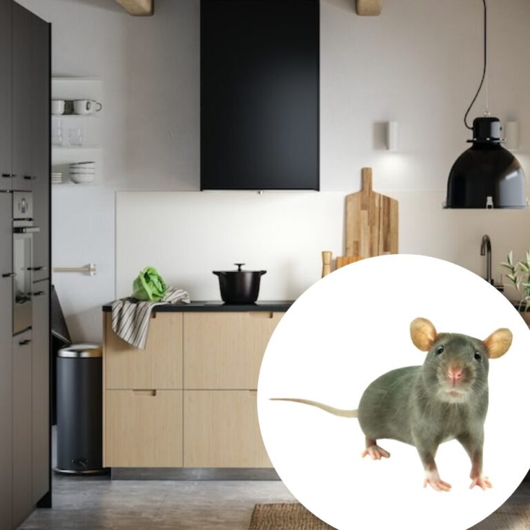 attirez les souris avec des sons guide pratique et astuces