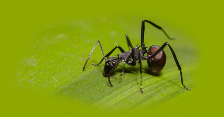attraction des fourmis pour le sang mythe ou realite