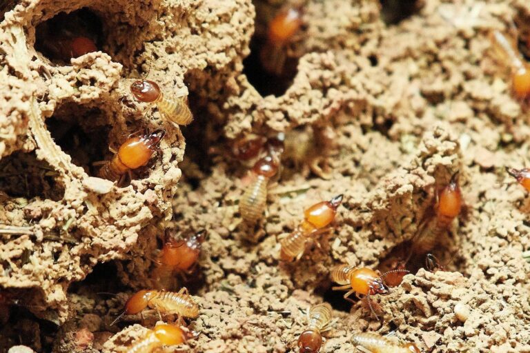 bois secs vs termites souterrains comment proteger votre maison de ces ravageurs