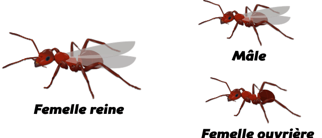 bouchees de fourmis sur chien a quoi ressemblent elles