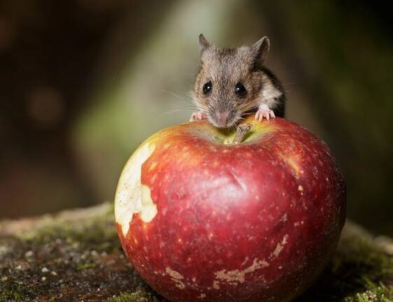 boulettes de poison de souris un moyen efficace pour eliminer les rongeurs