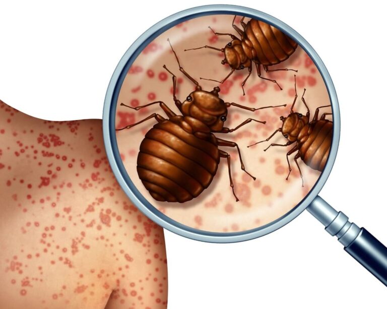 bugs de puant vs punaises de lit comparaison et solutions