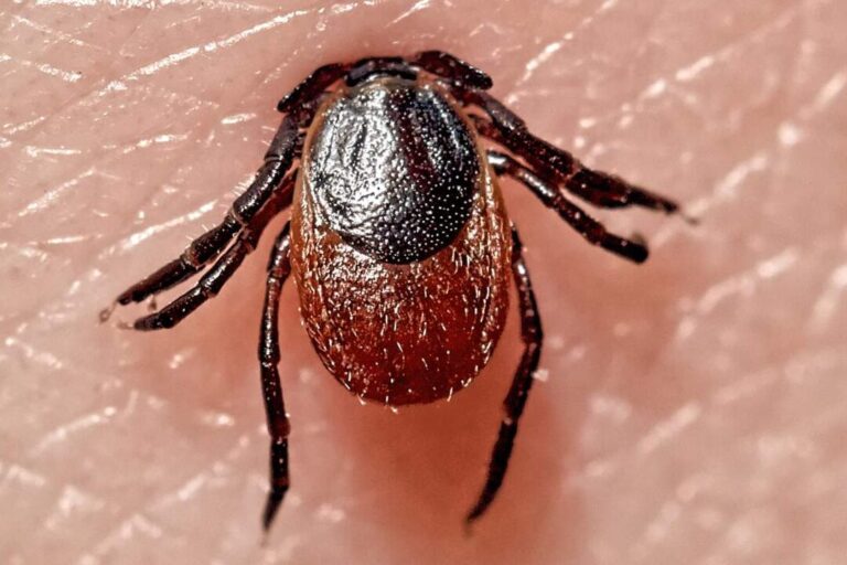 bugs ressemblant a des tiques comprendre et eliminer ces nuisibles