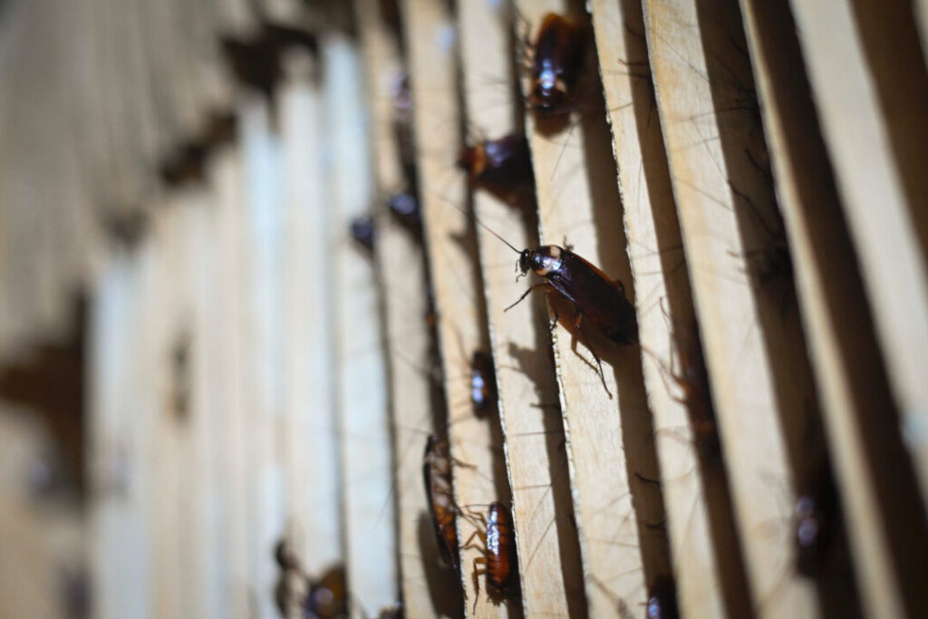 cafards dangers et risques pour la sante