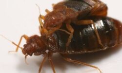 cafards-dans-le-cafe-decouvrez-la-verite-sur-cette-infestation