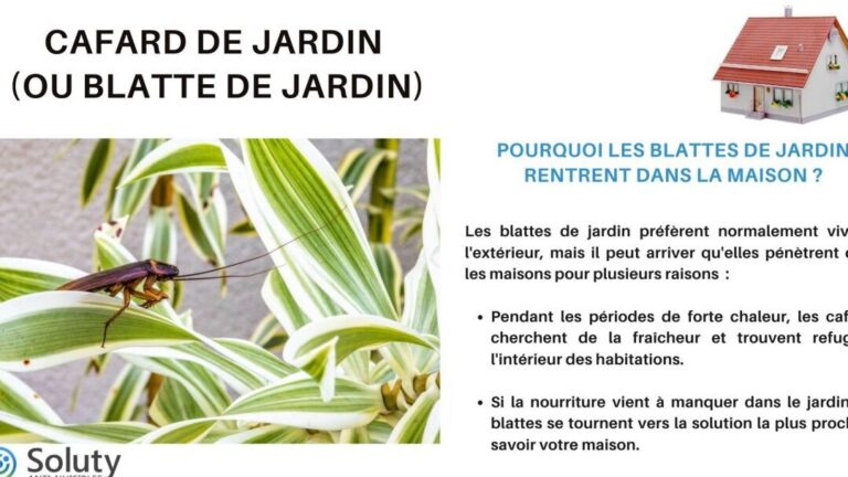 cafards noirs dangers potentiels et prevention