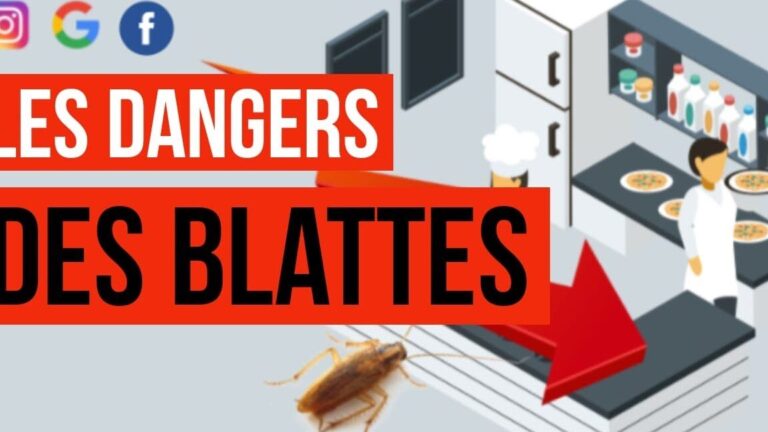 cafards peuvent ils mordre les humains pendant leur sommeil