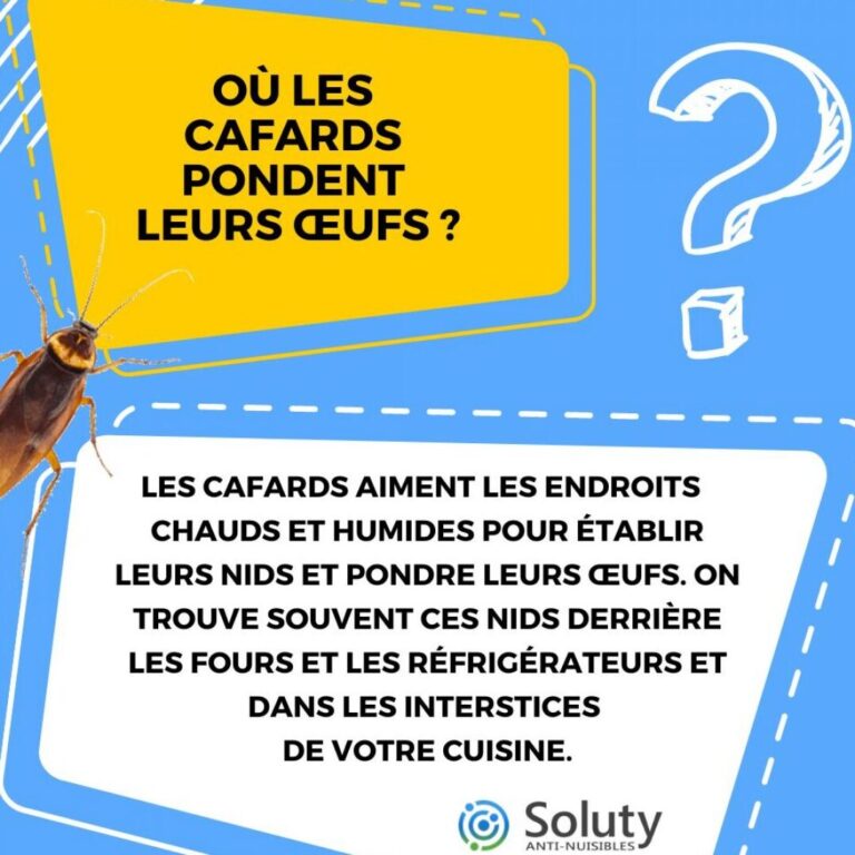 cafards saison propice a leur apparition et prevention efficace