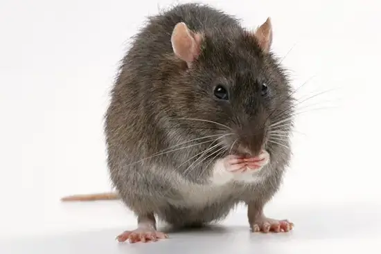 cage rat diy creez votre propre habitat pour rats