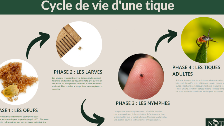 calendrier des tiques quand sortent elles et comment sen proteger