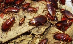 Cannelle : un répulsif naturel contre les fourmis ? cannelle-un-repulsif-naturel-contre-les-fourmis