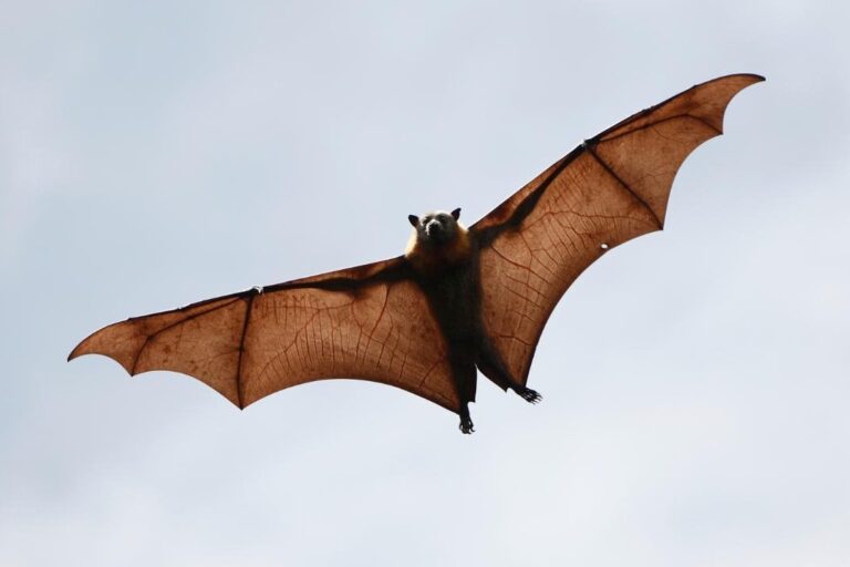 chauve souris gif un regard captivant sur ces fascinants mammiferes volants