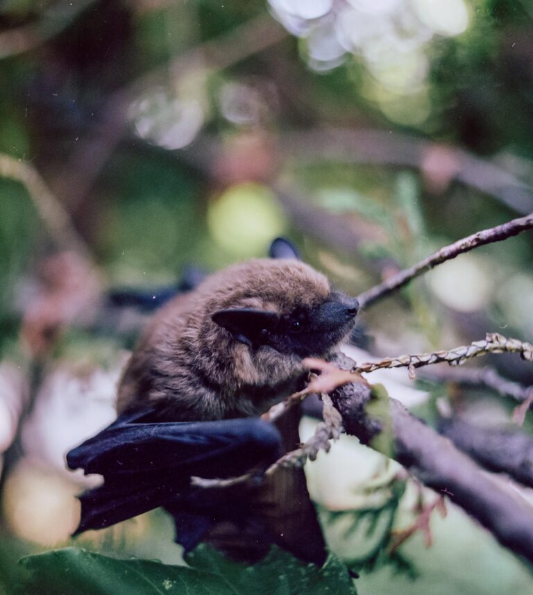 chauve souris trouvee que faire conseils de lutte antiparasitaire