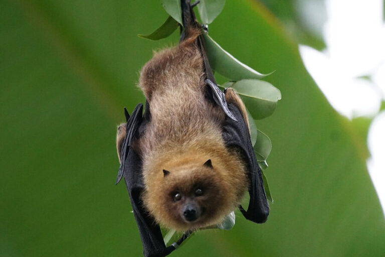 chauves souris presence de queues ou non decouvrez la verite