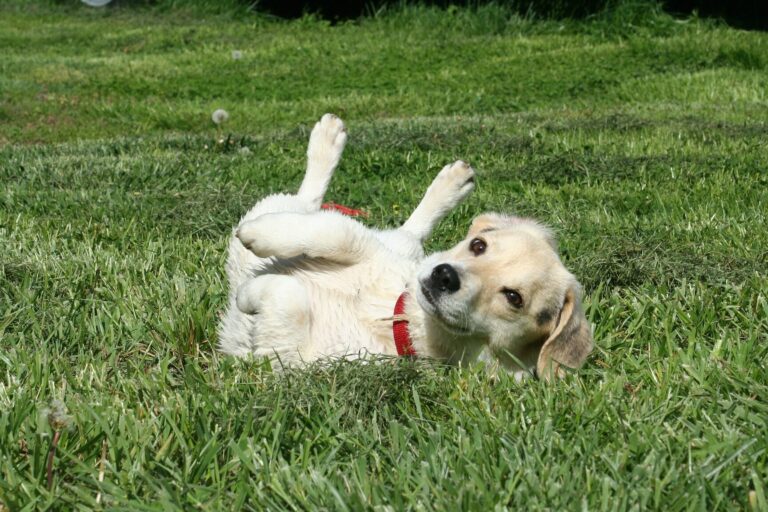 chien rampant sur le ventre conseils et solutions pour remedier a ce comportement
