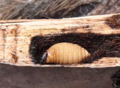 coleoptere en fer tout savoir sur ce nuisible metallique