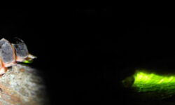 colocatures-pollinisateurs-limportance-des-insectes-pour-la-pollinisation