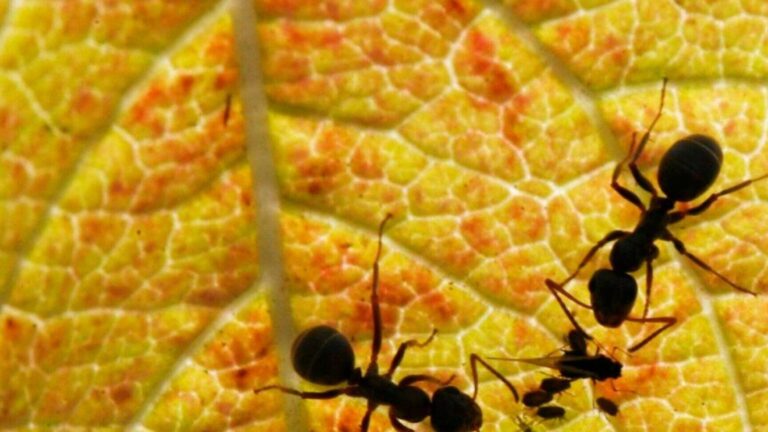 combat des insectes fourmis contre termites qui gagne