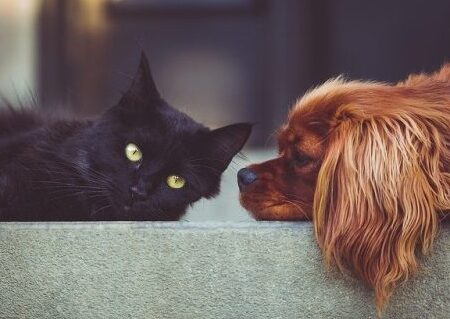 combat des puces de chiens comment prevenir et eliminer les puces grace aux felins
