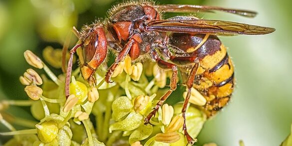 combat entre le frelon asiatique et la guepe jaune qui sortira vainqueur