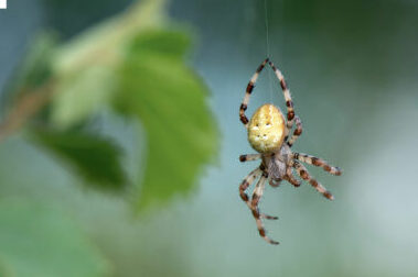 combattez les araignees hobo et wolf avec nos solutions antiparasitaires