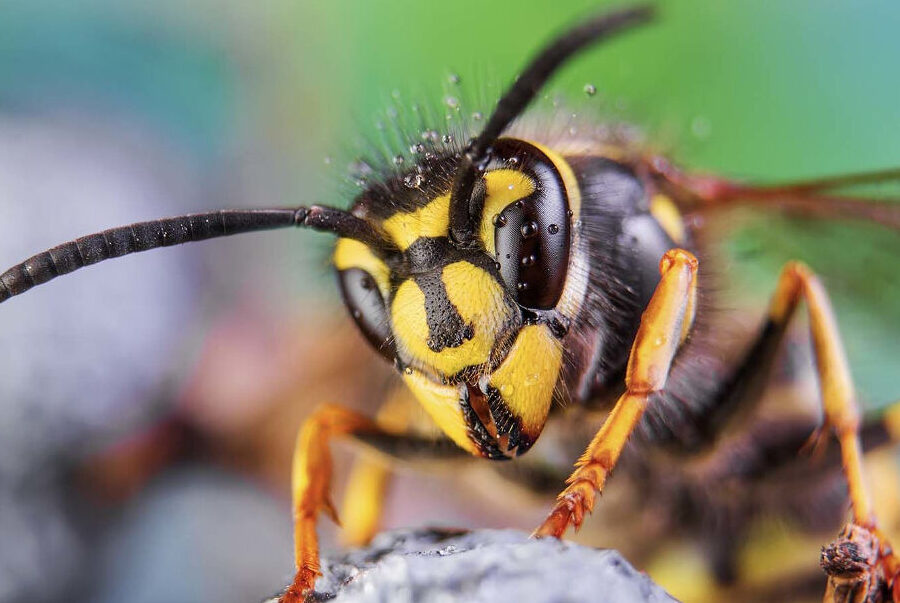 combinaison-anti-frelons-asiatiques-la-solution-efficace-contre-ces-nuisibles