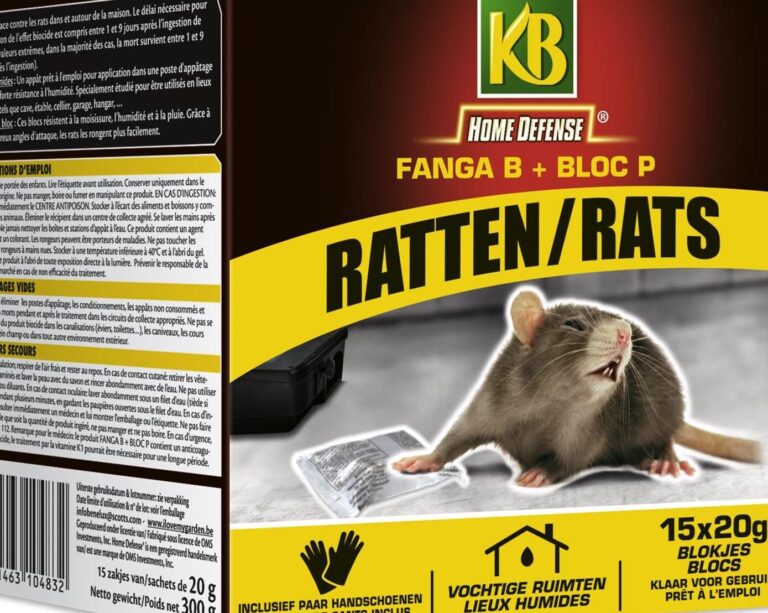 comment agir apres avoir senti un rat chez soi conseils de lutte antiparasitaire