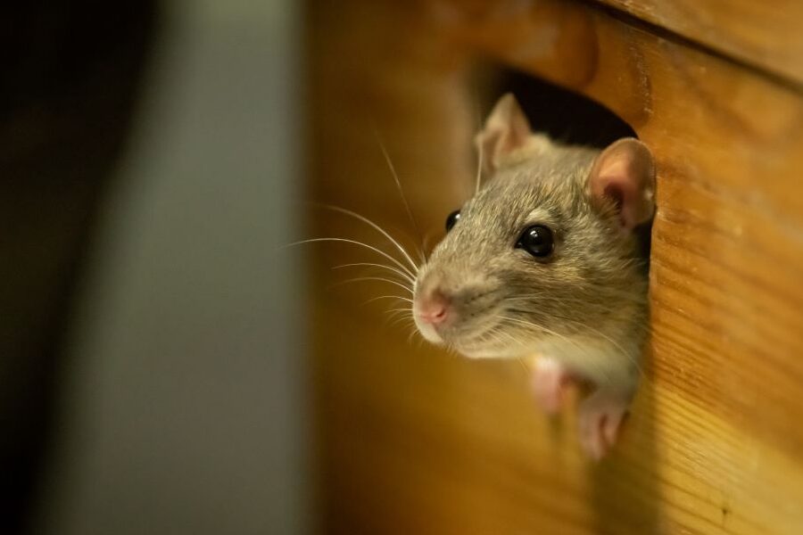 comment boucher efficacement un trou de souris astuces et solutions