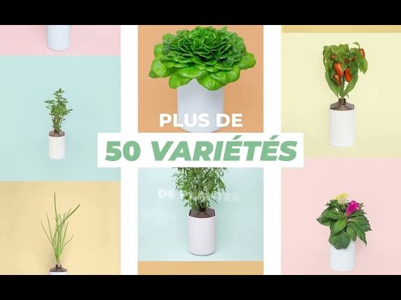 comment cultiver un jardin au poivre depices conseils et astuces